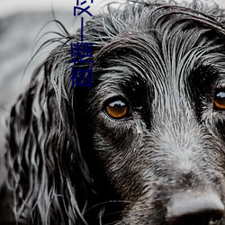 直(zhí)播一对一软(ruǎn)件