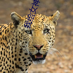 我(wǒ)给女神当赘婿