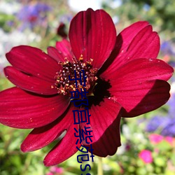 宇都宫紫苑ssni