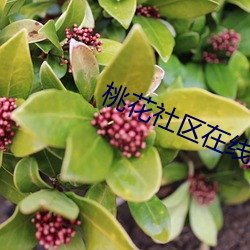 桃花(huā)社区在线播放