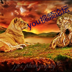 you视频论坛