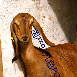 国产91九(jiǔ)色PORNY论(lùn)坛