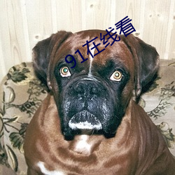91在線看