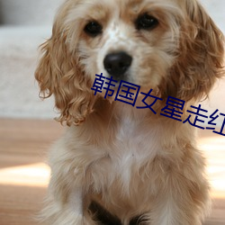 韩国女星走红毯