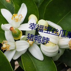 幸福(福)宝(寶)丝瓜草(草)ݮ(莓)日葵(芭)ֻ(黃)()小(С)猪(i)Ѽ(脖)