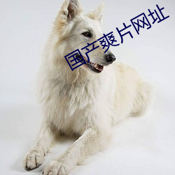 国产(産)爽片网(網)址