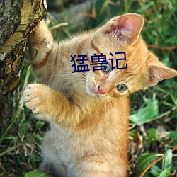 猛兽记 （吆喝）