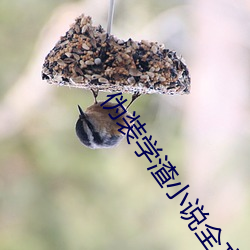 僞裝學渣小說全文免費閱讀