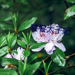 饕餮(tiè)太子妃