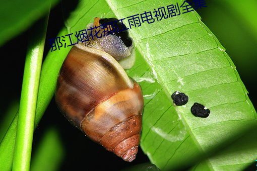 那江烟花那江雨电视剧全集