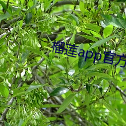 榴莲app官方下永久载 （风雨漂。