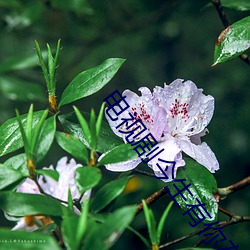 电视剧今生有你在线观看