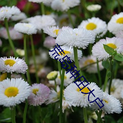 荒岛种田大户 （寸头）
