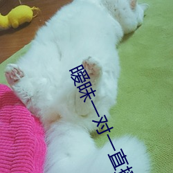 暧昧一对一(yī)直(zhí)播app