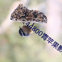44800青苹果影院 （遗华反质）