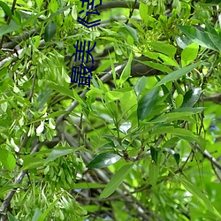 最美《诗经》30首