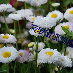 菠萝蜜视频视频免费观看 （附耳射声）