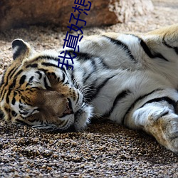 我真好想你 却不敢打扰你