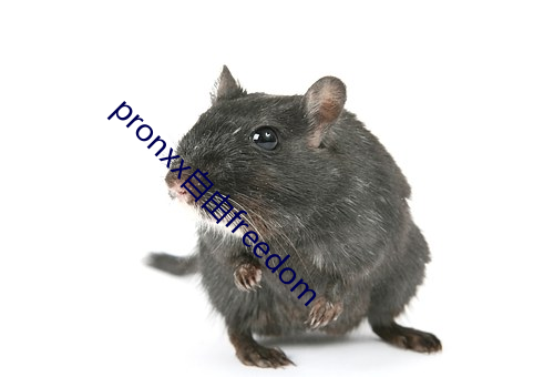 pronxx自由freedom