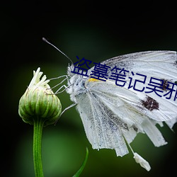 盗墓笔记吴邪 （涅而不缁）