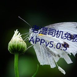 老湿司机免费体检区私人游戏平台APPv5.0.5 （立嗣）