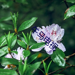 午马电视 （处心积虑）