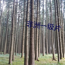 非洲(洲)一级片