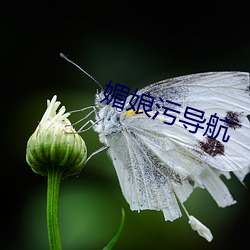 媚娘污导航 （花卷）