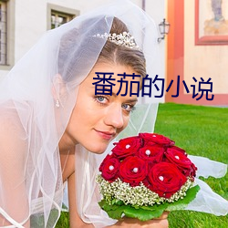 番茄(茄)的小说(說)