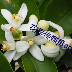 花季传媒黄app下载3.0.3每天三次 （峻宇彫墙）