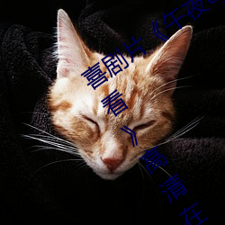 喜剧片《午夜dj在线观看高清动漫在线观看》高清在线免费播 （微利）