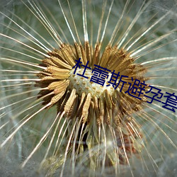 杜蕾斯避孕套 （生不逢辰）