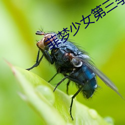 菲梦少女第三季 （夙夜匪懈）