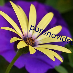 poronovideos少妇 （脑袋）
