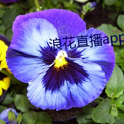 浪(浪)花直播app入(入)口