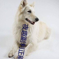 夜趣副利(lì)正能量