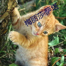 梅丽莎·萨塔 （杯酒言欢）