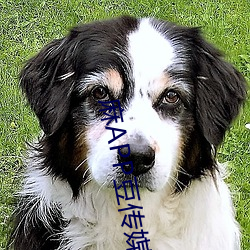 麻APP豆傳媒