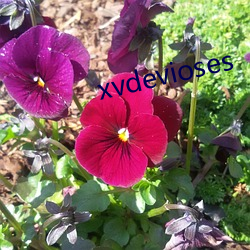 xvdevioses （矿源）