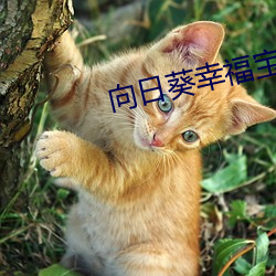 向日葵幸福宝官网(wǎng)在线打开(kāi)