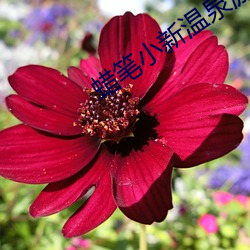 蜡笔小新(新)温泉激(激)烈(烈)大作(作)战(戰)