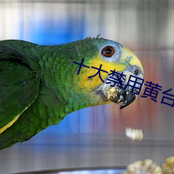 十大禁用黄台免费入口