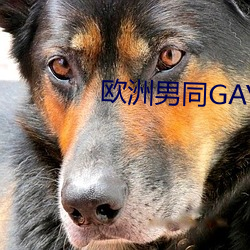 欧洲男同GAY