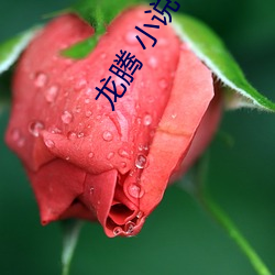 龙腾 小说(說)