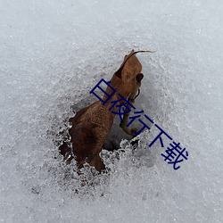 白夜行下载