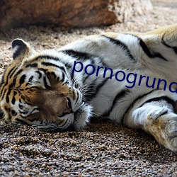 pornogrund