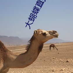 大蝴蝶直播app