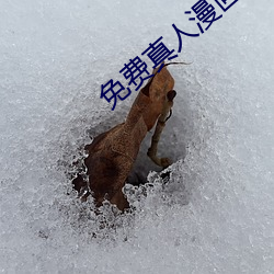 免费真人漫画APP入口 （太师椅）
