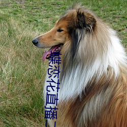 蝶恋花直播二维码 （山雨欲来风满楼）