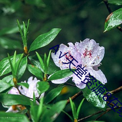 √天堂(táng)资源8在线官网